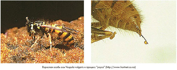    Vespula vulgaris    