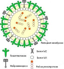Молекулярна структура віруса грипу